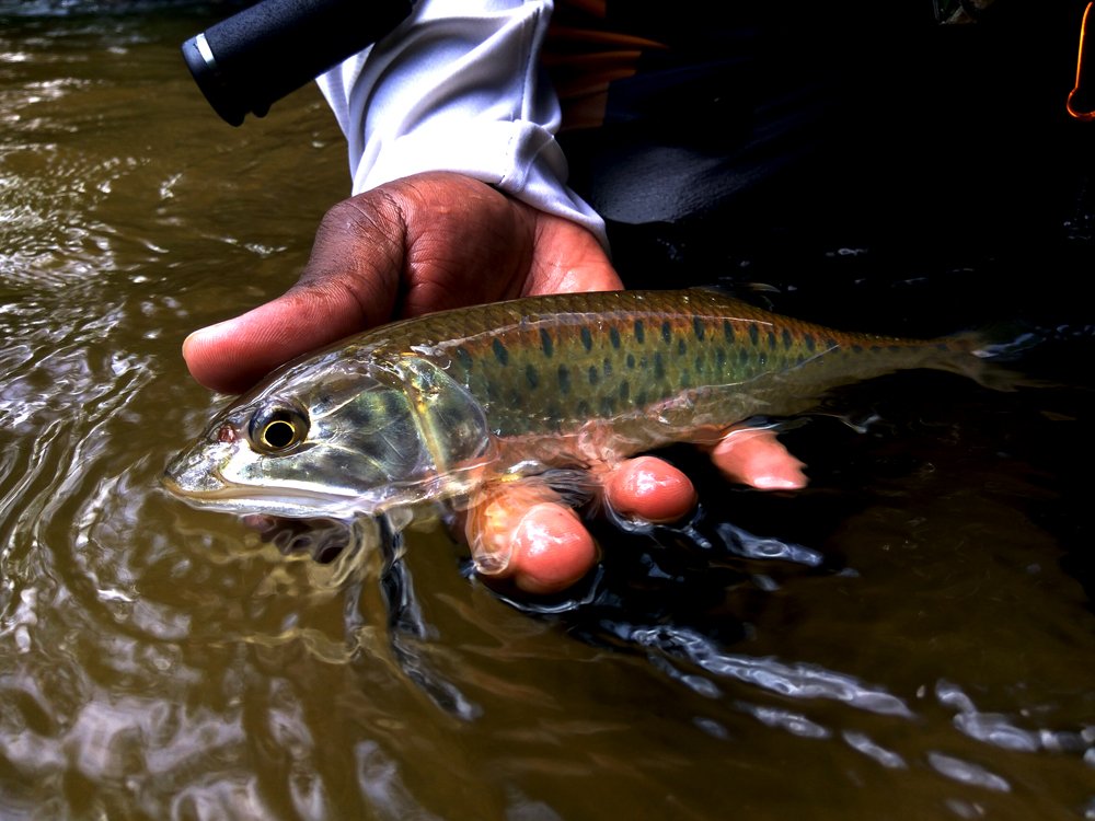 Video Sikang / Burmese Trout on Micro Spoon Kanicen Nix