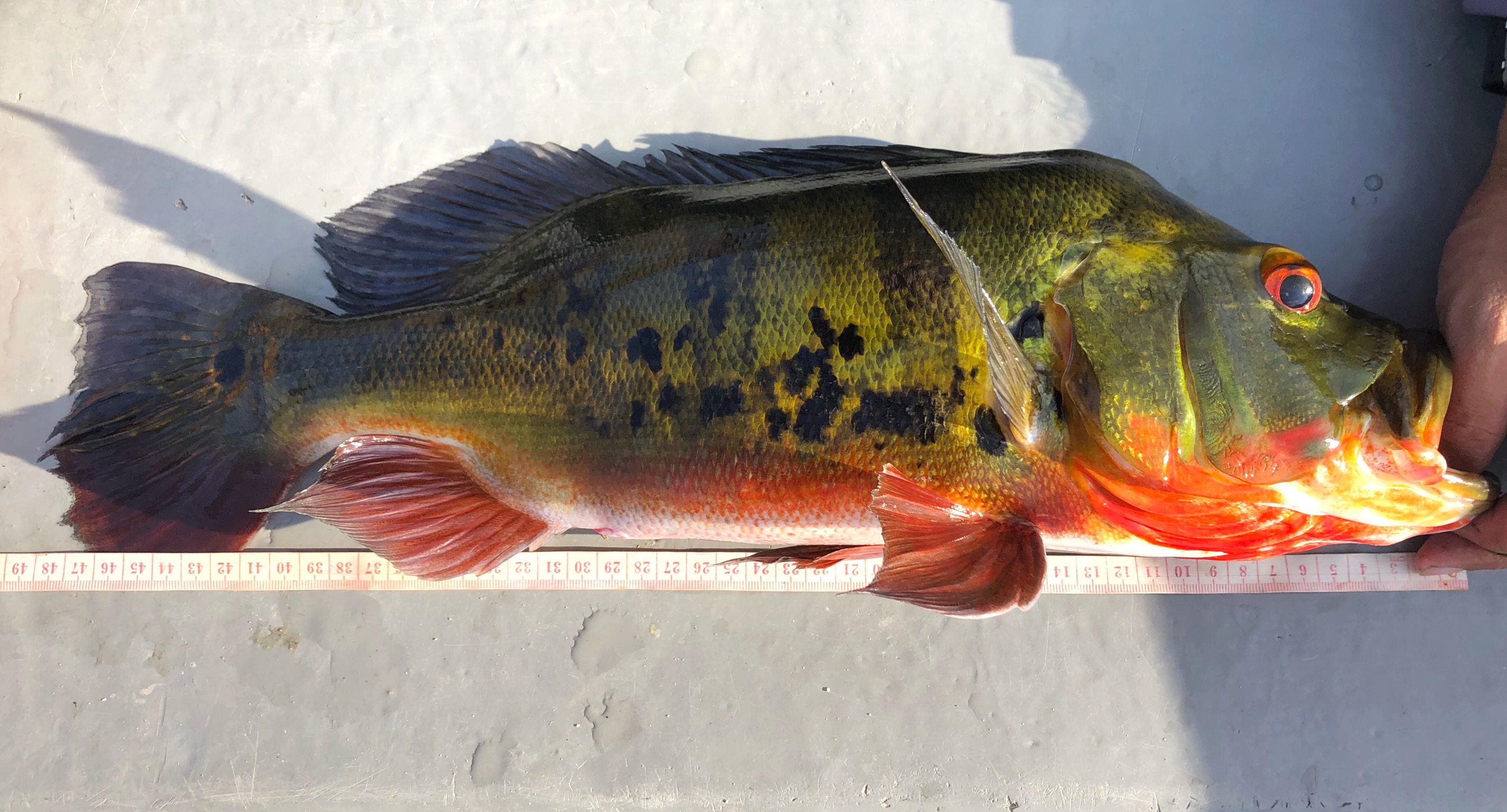 48cm peacock bass on brudu