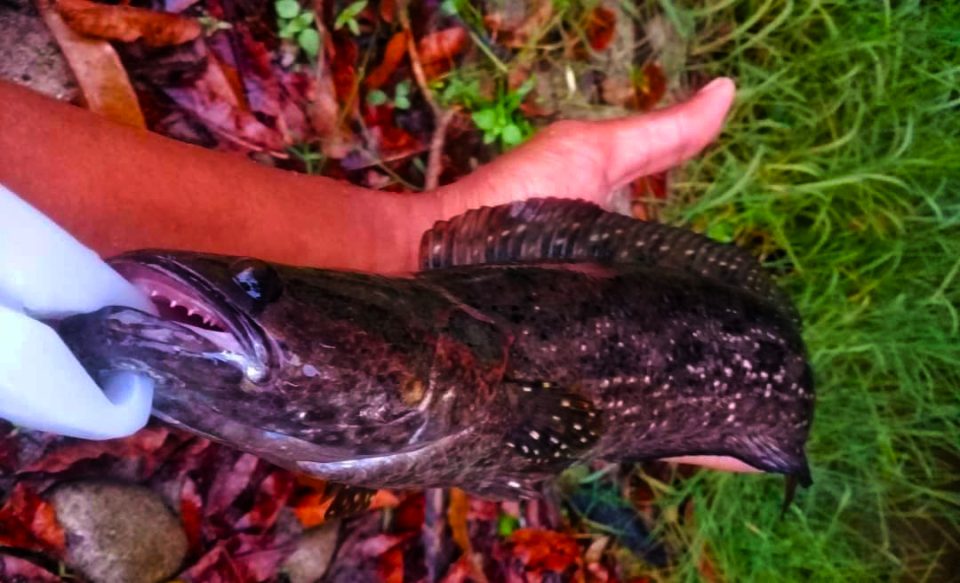 ikan bujuk channa lucius dengan soft bait kanicen nix grenti strike geli geli