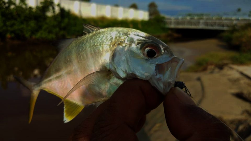 zamisma-abu-caught-baby-gt-giant-trevally-on-grenti-strike-brudu