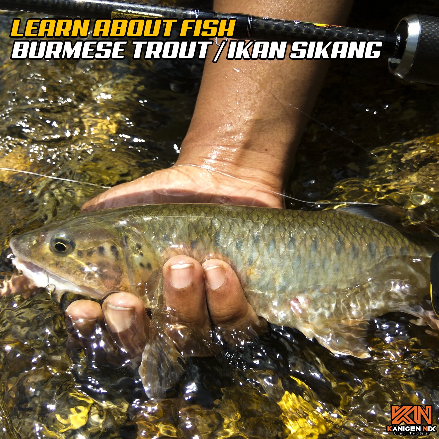 Let's Learn About Fish: Sikang - Burmese Trout