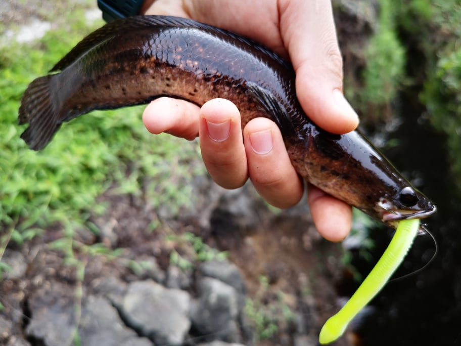 Tips Mancing: Teknik Apa Yang Sesuai Dengan Umpan Cacing Tiruan Nyot-Nyot?