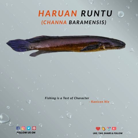 Haruan Runtu Let’s Learn About Fish: Runtu / Channa Baramensis / Baram Snakehead