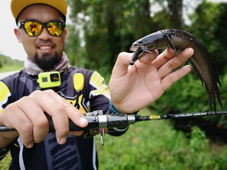 Haruan Runtu Let’s Learn About Fish: Runtu / Channa Baramensis / Baram Snakehead