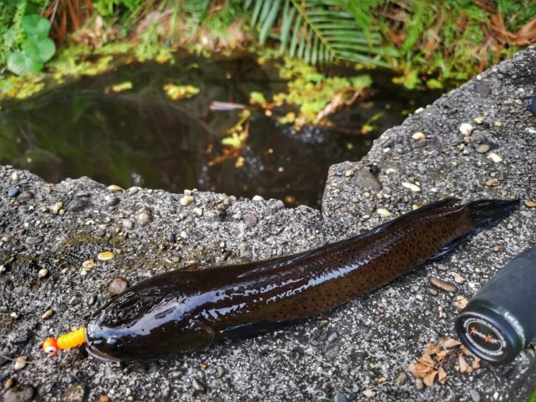 Haruan Runtu Let’s Learn About Fish: Runtu / Channa Baramensis / Baram Snakehead