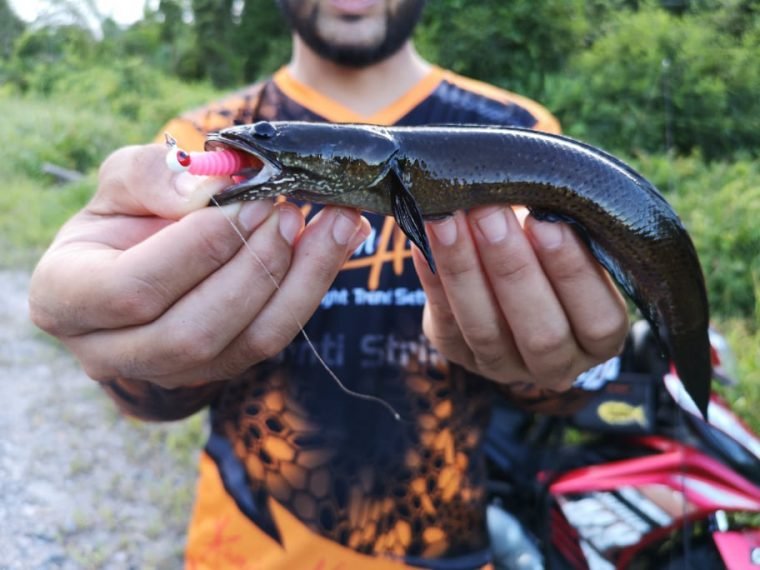 Haruan Runtu Let’s Learn About Fish: Runtu / Channa Baramensis / Baram Snakehead