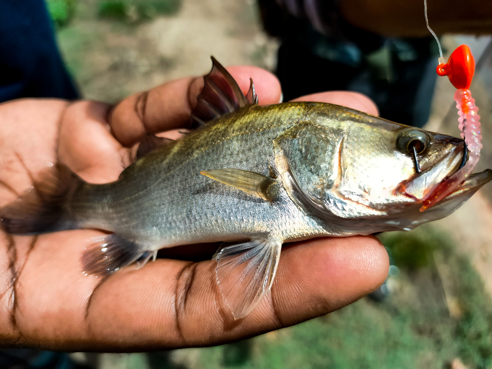 Short But Sweet Trip To Hunt Barramundi